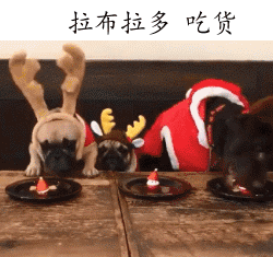 盘点热门汪星人表情包合集，你最pick哪一只？