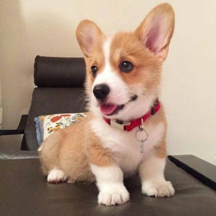 软萌柯基头像合集，适配微信QQ聊天用