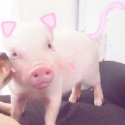 今天的专属情头！狗狗亲亲猪猪也太甜了吧