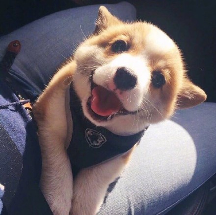 软萌柯基头像合集，适配微信QQ聊天用