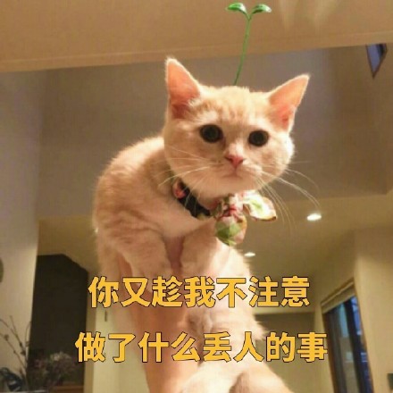 聊天斗图必备！这套小橘猫表情包太有意思了