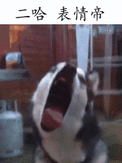 盘点热门汪星人表情包合集，你最pick哪一只？