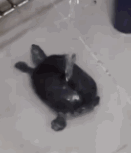 双11前后的你反差有多大？这套乌龟表情包太真实了
