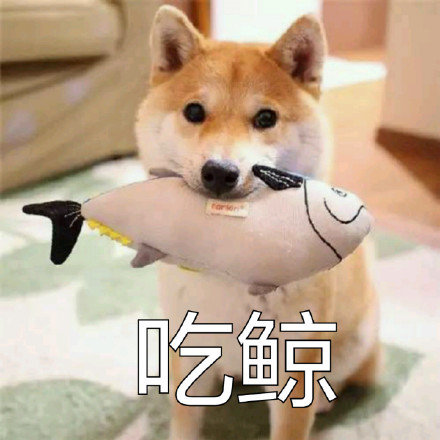 # 火遍全网的柴犬Doge，才是表情包界的老大哥