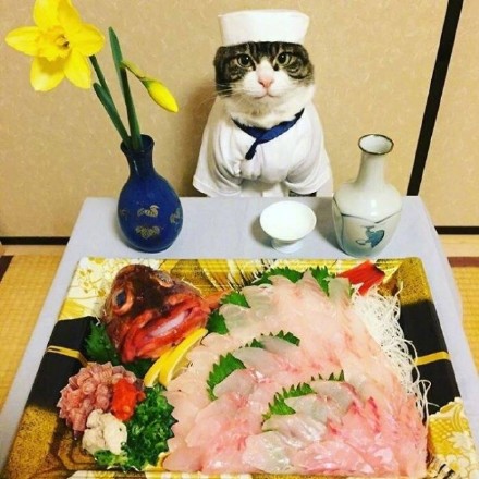 这组猫咪表情包太绝了！拍完就开饭