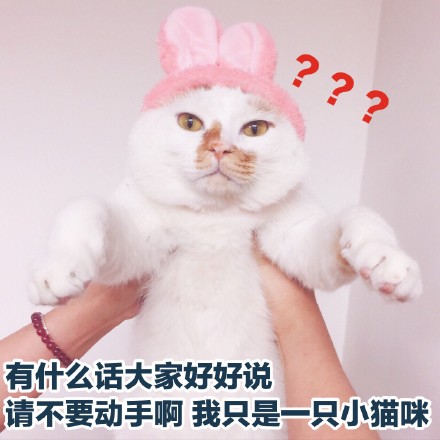软萌猫咪表情包合集 聊天斗图氛围感拉满