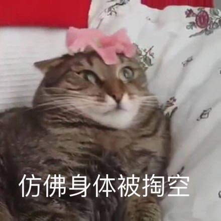 撸猫党狂喜！这套喵星人萌系表情包直接戳中心窝子