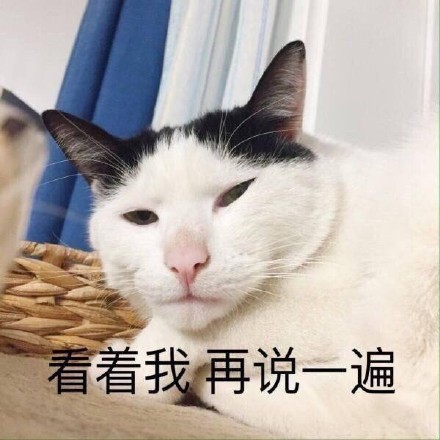 猫咪萌萌表情包合集来啦