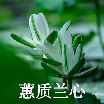 中老年佛系花花表情包来啦