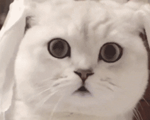 软萌治愈！这组猫猫动图表情包太上头了