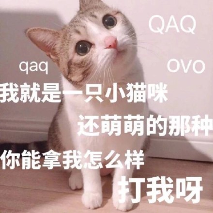 软萌小猫咪表情包合集，斗图聊天直接用