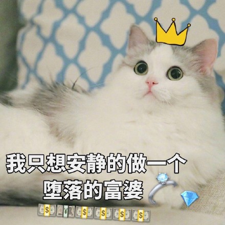 软萌小猫咪表情包合集，斗图聊天直接用