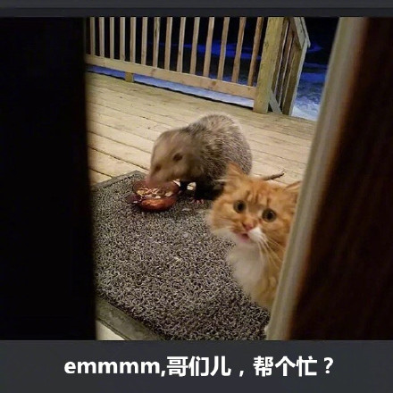 橘猫被竹鼠抢食的搞笑表情包来啦