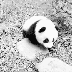 软乎乎的熊猫也太治愈了吧
