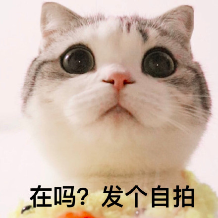 整理好的喵星人聊天表情包合集