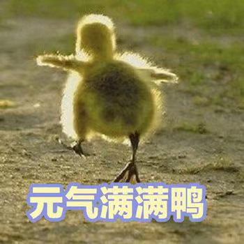 软萌小鸭鸭表情包来啦，每一张都超治愈