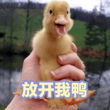 软萌小鸭鸭表情包来啦，每一张都超治愈