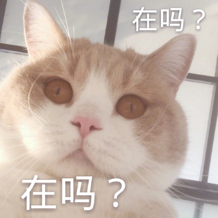 整理好的喵星人聊天表情包合集