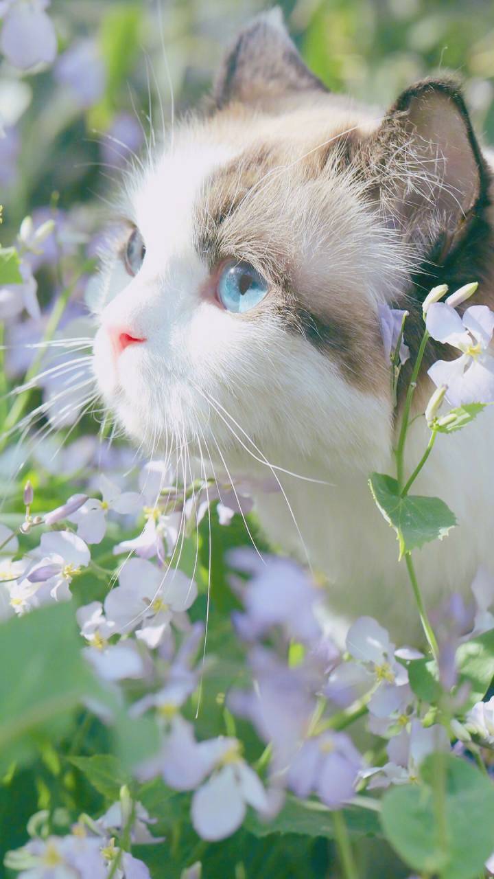 治愈感拉满！一组软萌喵星人壁纸合集