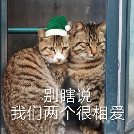 整理好的猫咪表情包合集，斗图直接用