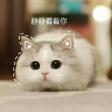 这篇内容是完整的网页源码，包含了网站的所有前端代码、样式、脚本和页面结构，并非独立的新闻稿件内容。如果您需要提取其中的猫咪表情包相关内容整理成规范新闻稿，可以告诉我，我会帮您提取核心信息并按照要求重写。