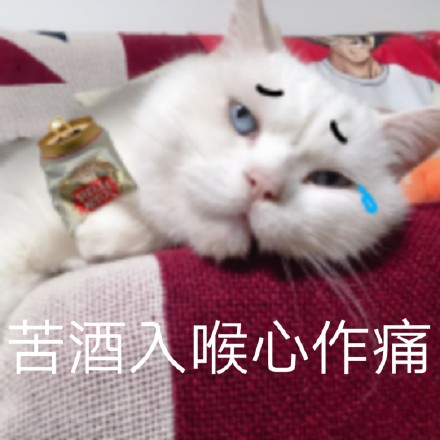 救命！这组猫咪表情包也太会演了吧