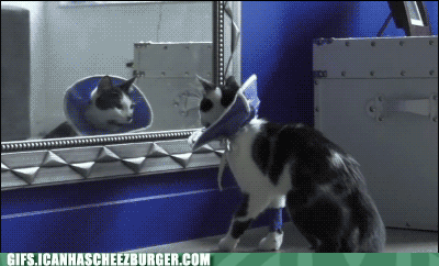 「吓死本宝宝了」主题动图合集