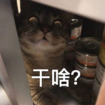 聊天斗图首选！网友最爱的喵星人表情包合集