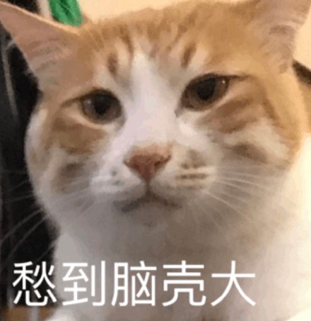 网友都在找的猫猫表情包合集