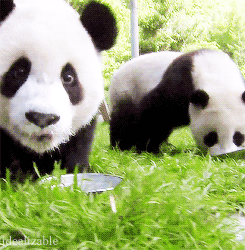 软乎乎的熊猫也太治愈了吧