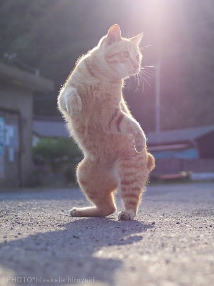 会耍功夫的橘猫表情包来啦