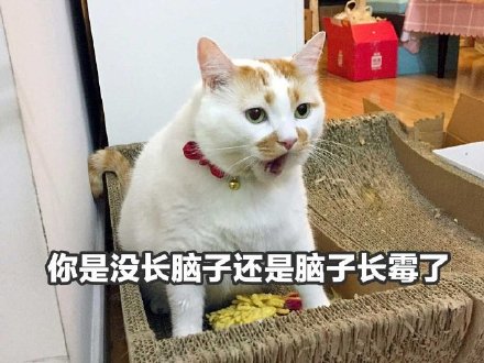 聊天斗图必备！猫咪楼楼表情包合集来啦