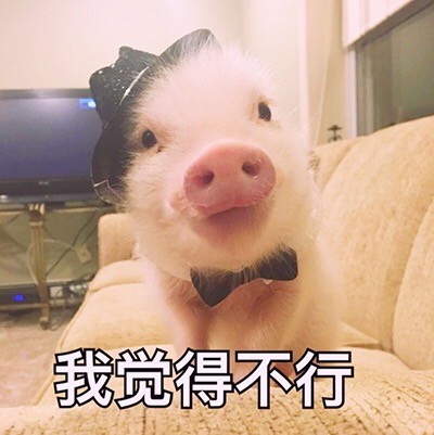软萌猪猪表情包合集 聊天斗图必备