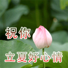 佛系荷花表情包来啦！