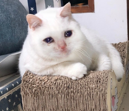 超火流泪猫猫头表情包合集