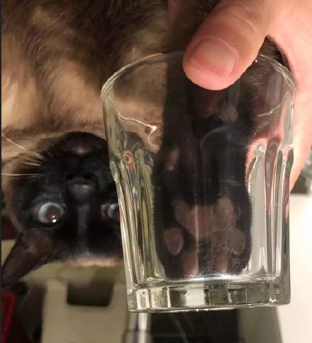 养猫的朋友看过来！一起做猫爪杯同款表情包