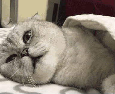 聊天斗图必备！这套嫌弃猫猫表情包太好用了