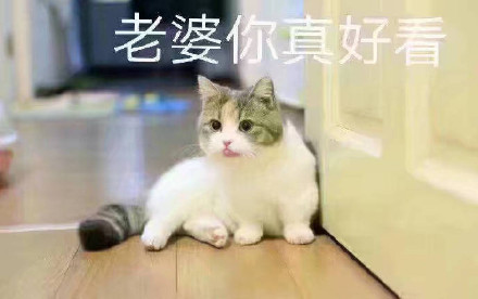 猫咪宠妻表情包合集，甜到齁的撒娇互动