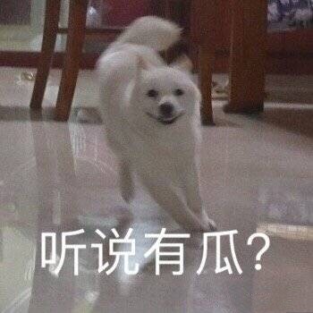 汪星人奔跑表情包合集来了