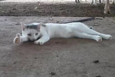 猫咪竖起大拇指表情包火了！一句“老哥稳”太戳人