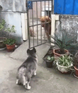 “你走吧，我妈不让我跟傻子玩”表情包合集上线