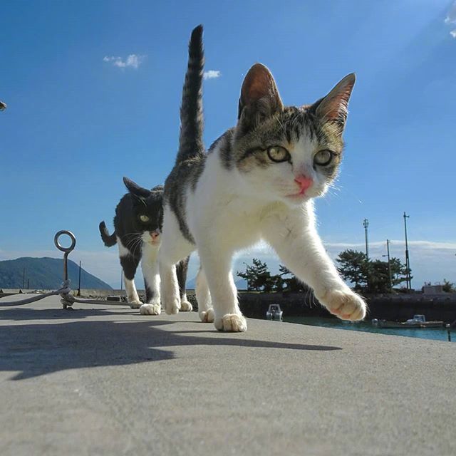 社交聊天必备！社会猫系列表情包合集