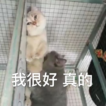 聊天斗图首选！网友最爱的喵星人表情包合集