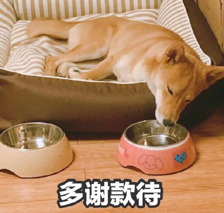 情人节临近，这套单身狗表情包快存好