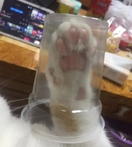 养猫的朋友看过来！一起做猫爪杯同款表情包