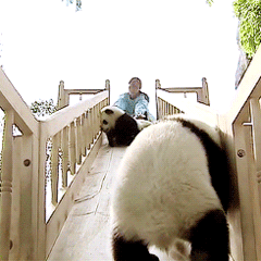 大熊猫滚滚表情包合集来啦