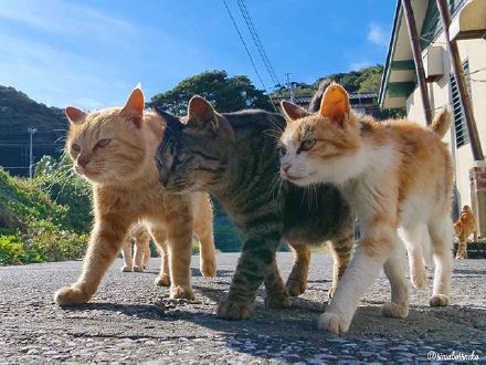 社交聊天必备！社会猫系列表情包合集