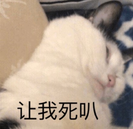 网友都在找的猫猫表情包合集