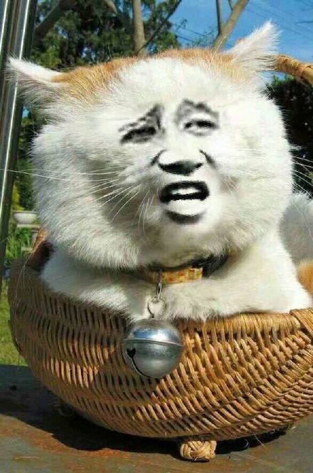 整活党狂喜！这批被玩坏的猫猫头表情包太会整活了
