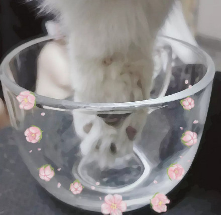 养猫的朋友看过来！一起做猫爪杯同款表情包
